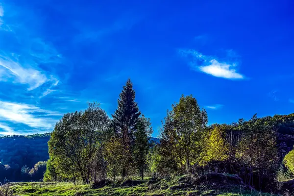 Mavi gökyüzü ve yeşil orman