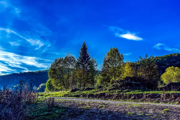 Ağaçlar ve ormanlarla dolu güzel bir manzara.