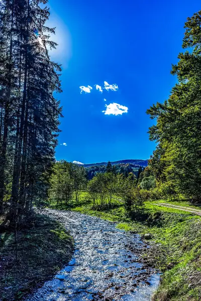 Ormanın ve nehrin güzel manzarası