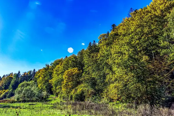 güneşli bir sonbahar gün ormanda