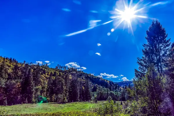 Ağacı ve ormanı olan güzel bir manzara.