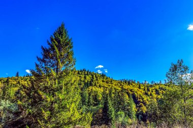 Ağaçlar ve ormanlarla dolu güzel sonbahar manzarası