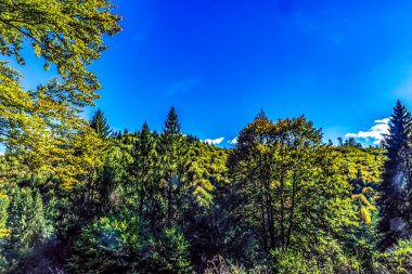 Mavi gökyüzü olan güzel bir orman