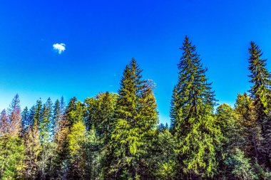 Dağlardaki güzel orman