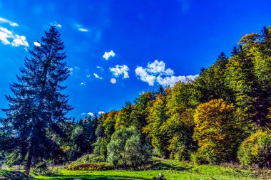 Parkta sonbahar manzarası