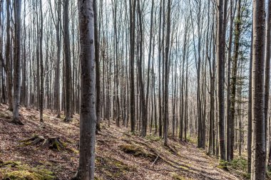 Ormandaki ağaçların dikey görüntüsü
