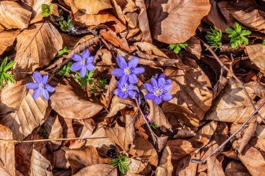 Ormandaki ilk bahar kardelenleri