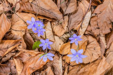 Ormandaki bir ağaçta mavi çiçekler