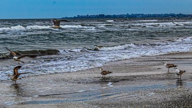 Martı denizin üzerinde uçuyor.