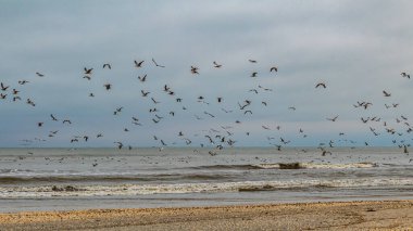 Martılar denizde uçuyor.