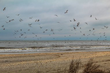 Baltık denizinde martılar
