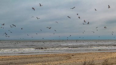 Gökyüzünde martılar, kışın kuşlar ve hayvanlar, kış manzarası, deniz ve kuşlar, doğa arka planı
