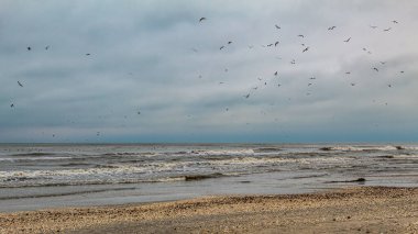 Martılar gökyüzünde uçuyor