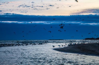 Martılar denizin üzerinde uçuyor.