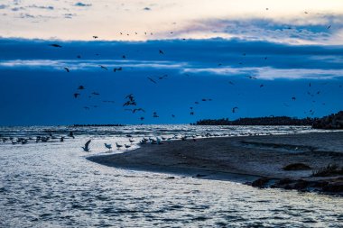 Deniz kıyısında uçan martılar.
