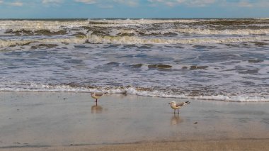 Deniz kıyısında bir kuş sürüsü.