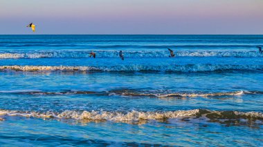 Martı denizin üzerinde uçuyor.