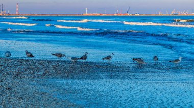 Bir sürü martısı olan güzel bir sahil.