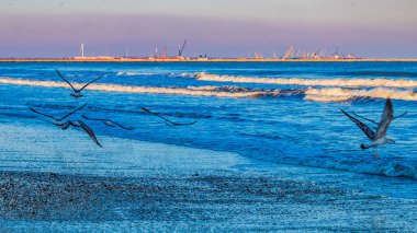 denizin uçan martıları