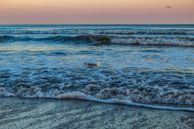 Martı denizin üzerinde uçuyor.