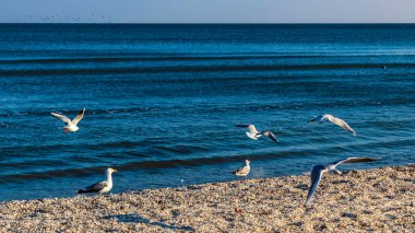 Deniz kıyısındaki martılar