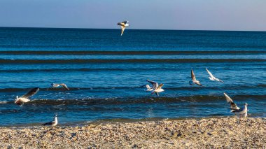 Martılar denizde uçuyor.