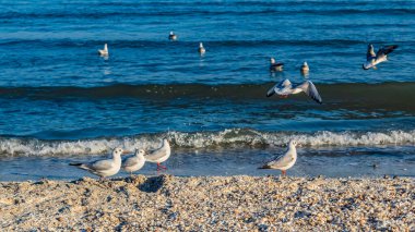 Martı denizin üzerinde uçuyor.