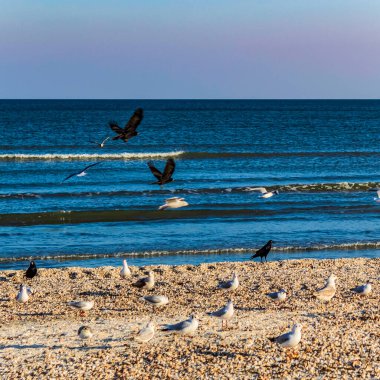 Martılar denizde uçuyor.