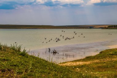 Gölün sularında bir kuş sürüsü