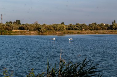 Nehirdeki beyaz kuğular.