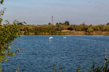 Yaz günü gölde beyaz kuğular.