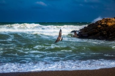 Sahilde güzel bir kuş görüntüsü.