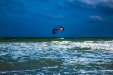 Martı denizin üzerinde uçuyor.