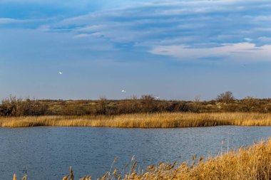 Göl, ağaçlar ve bitkilerle manzara