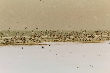 Karda kuş sürüsü