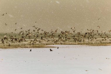 Kışın kuş sürüsü