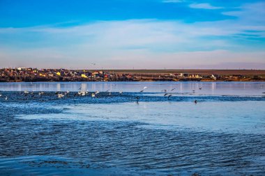 Akşam ışığında kumsalda martılar