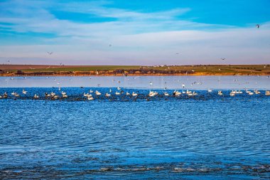 Gölde martı sürüsü