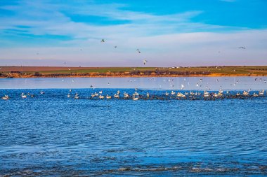 Gün batımında martılar denizde uçuyor.