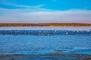 Gökyüzündeki kuş sürüsü