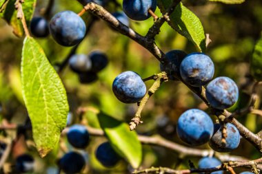 Mavi erikler ve yapraklar ağaçta