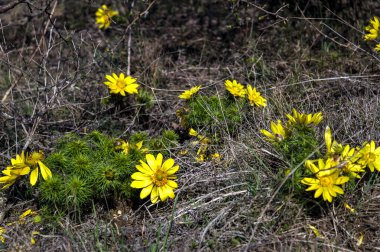 Ormanda sarı çiçekler