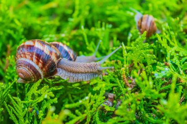 Bahçedeki salyangozlar