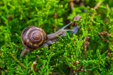 Çimenlerde sürünen salyangoz.