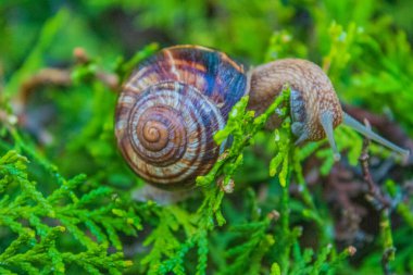 Ormandaki salyangoz.