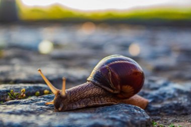 salyangoz çimenlerde sürünerek