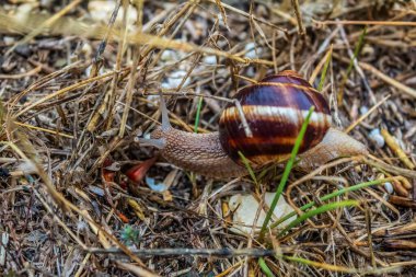 Ormandaki çimlerde sürünen salyangozlar, yaklaşın. Çimlerin üzerinde sürünen salyangoz. Beyaz arkaplanda salyangoz