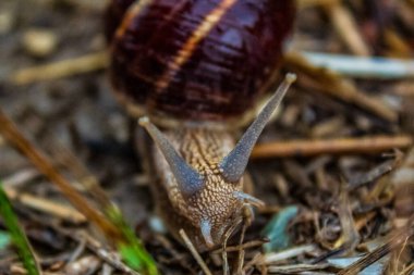 Hayvanlar, Hayvanlar, Doğa, Üra, Doğu Avrupa, Romanya