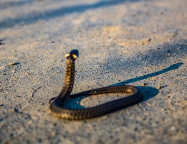 Yılan vahşi doğada