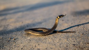 Kumda yılan